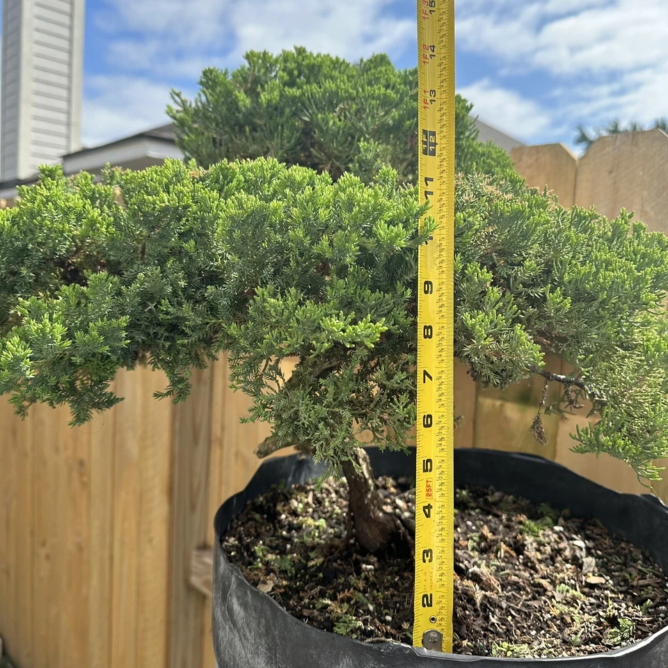 juniper bonsai tree live - Image 2 of 4