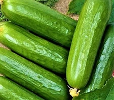 Ashley Long Cucumber Seeds  50 SEEDS  NON-GMO  --BUY 4 ITEMS FREE SHIPPING