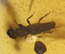 Carabidae (Ground Beetle), Fossil Insect Inclusions in Burmese Amber