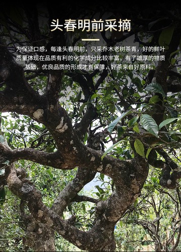 Haiwan 2018 Lao Tong Zhi 9908 Ripe Pu'er Lao Cha Tou Old Brick Shu Puer Tea 500g - Picture 6 of 12