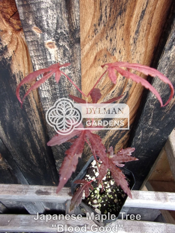Dormant Japanese Maple Tree Seedling - Acer palmatum 'Bloodgood' - 2 to 4 inches - Image 4 of 4