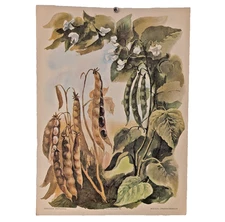 Ukrainian Folk Poster 1986 - Soviet USSR - Garden Beans - Interior Design Art