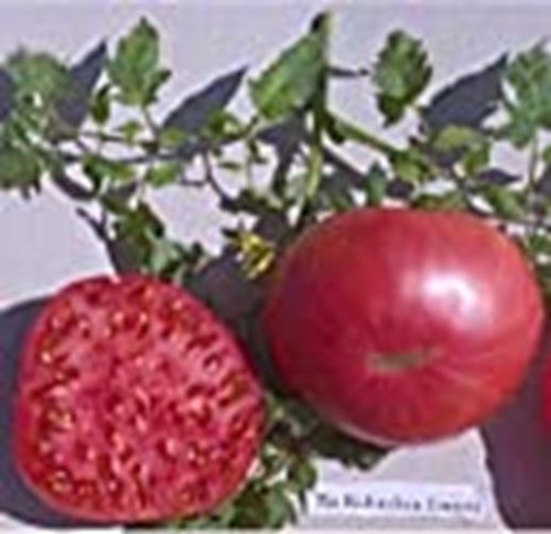 Richardson Tomato Seeds (((25 Seed Packet))) (More Heirloom, Organic