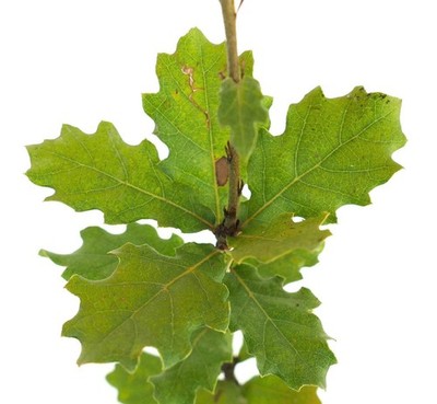 Quercus pubescens 70-100cm | Downy oak | Pubescent oak - Downy oak | Pubescent o