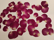 Dried Pressed Flowers 12 Count Rose Petals
