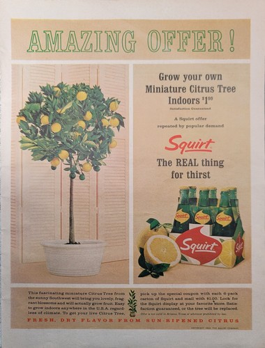 1964 Squirt Print Ad - Amazing Offer Grow your own citrus tree Indoors $1.00