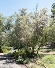 10 Mountain Mahogany Bush Seeds Cercocarpus betuloides
