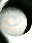 Picture 5 of 8