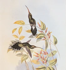 John Gould YARUQUIAN HERMIT Hummingbirds Vintage Art Print Bookplate 27