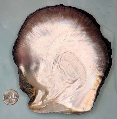 Large 7'' BLACK LIPPED PEARL OYSTER Half Sea Shell MOTHER OF PEARL Multicolor MOP