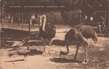 Ostriches The Cleveland Zoo Ohio OH Artvue Postcard