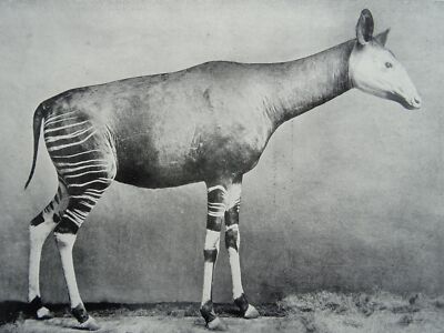 c1906 Original Zoology Print THE OKAPI OF THE CONGO FOREST Living Animals