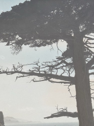 Lg Vtg Hand Tinted Oil Colored Photo Coastal Cypress Trees 12.75”x15.75” VG - Picture 3 of 12