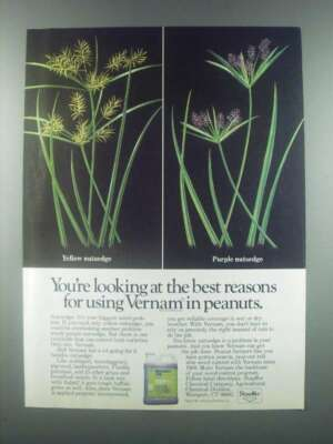 #ad 1985 Stauffer Vernam Ad For Using in Peanuts $19.99