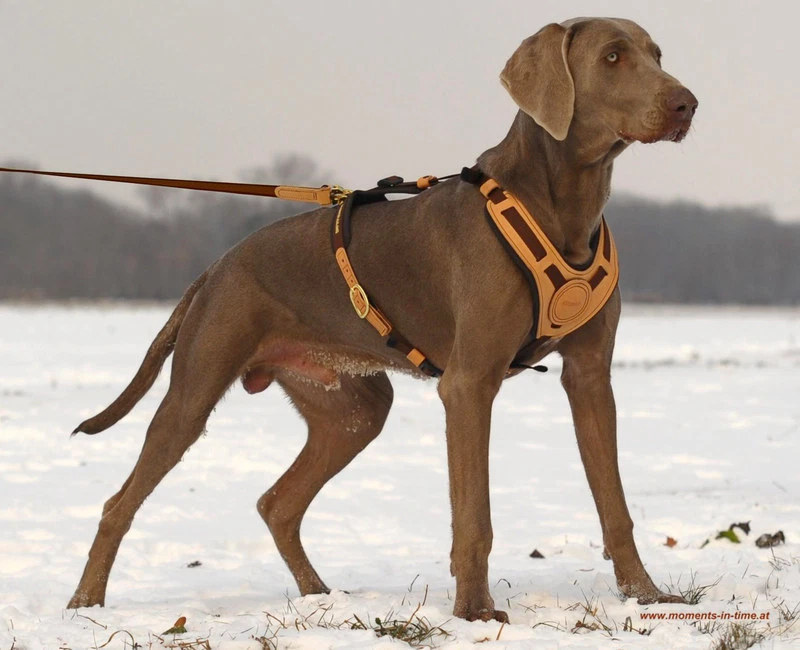 Niggeloh Hundeführgeschirr Mantrailing 3 Größen - Hundegeschirr - Suchgeschirr