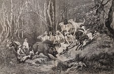 Stampa 19esimo Doppia Pagina La Caccia Al Cinghiale " J.Gelibert Branco Cani
