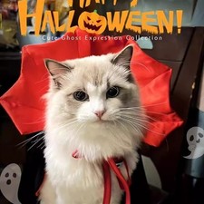Halloween Vampire Pet Costume for Cats or Small Dogs   Funny Gothic Outfit