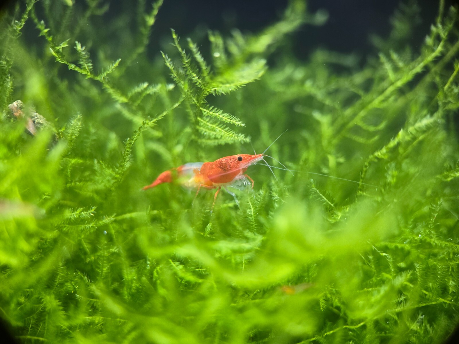 Orange Rili Sunkist 10+2 Pack - HIGH Grade - Neocaridina Shrimp
