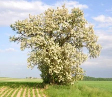 50 Black Locust Tree Seeds for Planting - Robinia pseudoacacia