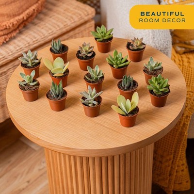 Costa Farms Mini Succulents Live Plants Pack of 100 | eBay