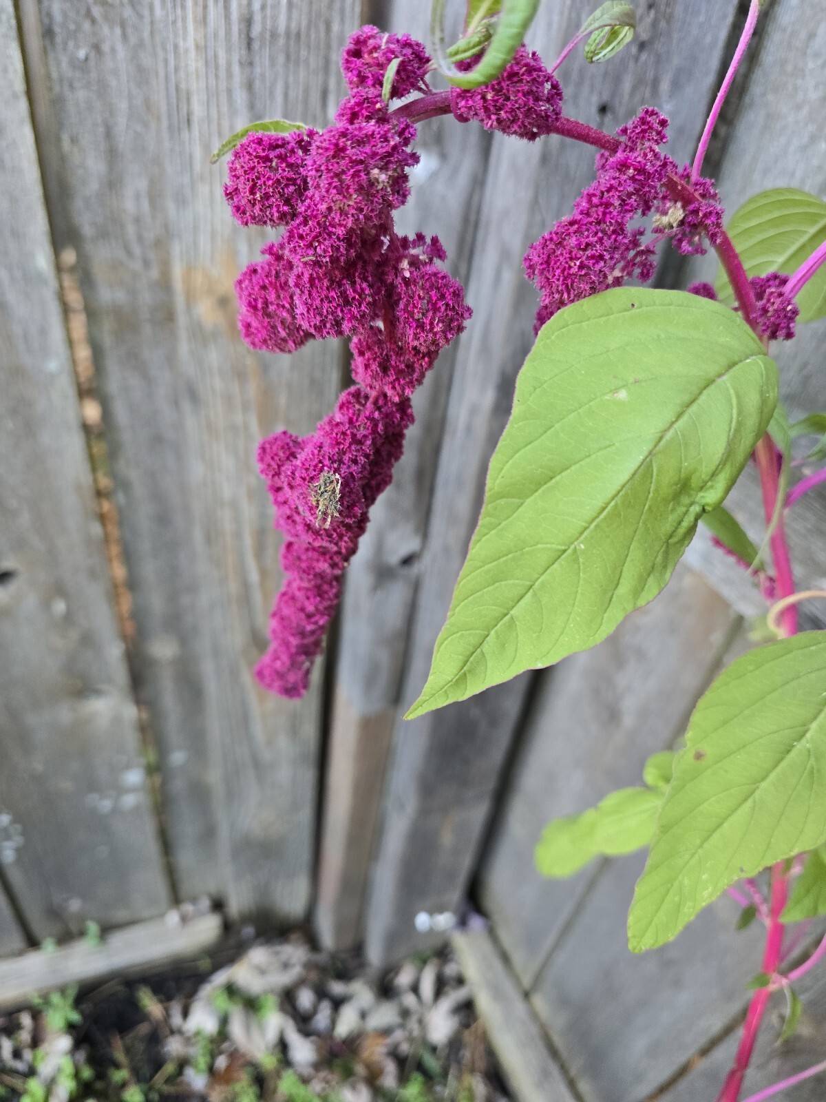 Amaranth Mixed Seeds 50 Organic Seeds