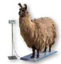 New Salter Brecknell PS1000 Veterinary 1000lb Scale