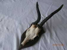 Rehbockgeh&ouml;rn, aufgezogen auf handwerklichem Holzbrettchen