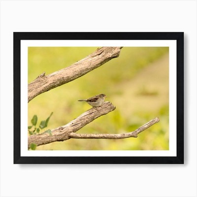 Spatz thront auf einem Ast Kunst Pri gerahmtes Wandbild Poster Leinwanddruck Bild