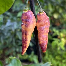 Pink Tiger Hot Pepper Seeds,  EXTREMELY HOT PEPPER!!! 10 Seeds Free Shipping!