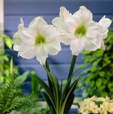 Denver Amaryllis Bulb, Pretty Flowers, Please Check our other items