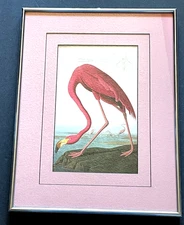 AUDUBON Flamingo Art Print, 16"x 12" Framed & Double Matted Under Glass