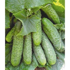 Cucumber seёds, 100 cucumber MASHA F1 parthenocarpic Netherlands SW1091+TRACK №