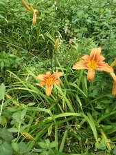 100 Orange Day/Ditch Bare Root from Maine Beautiful Perennial
