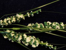 Millinery Flower Papery White w/ Grass Y129 Hat Wedding or Hair