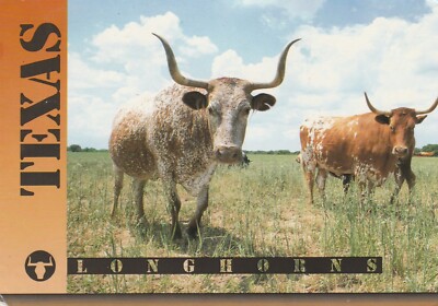 TEXAS LONGHORNS, USA - Vintage POSTKARTE