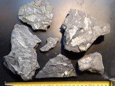 Farnreste  Karbon Fundort Piesberg