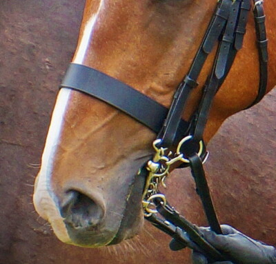 FSS traditioneller flacher 4 cm/1,57'' Jäger Jagd Show Kappzesson Nasenriemen einzelne Schnalle 