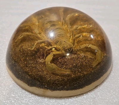 #ad Vintage Real Scorpion Lucite Dome Paperweight Taxidermy 4” $22.45