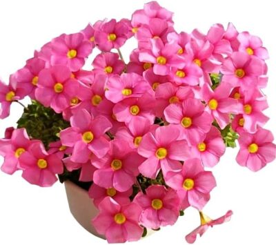 Red Oxalis Iron Rubra Bulbs - Fast Growing Good Luck Plant for Indoors/Outdoors