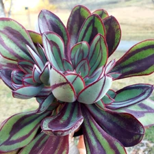 Echeveria Nodulosa rare succulent exotic hen and chicks plant seed 50 SEEDS