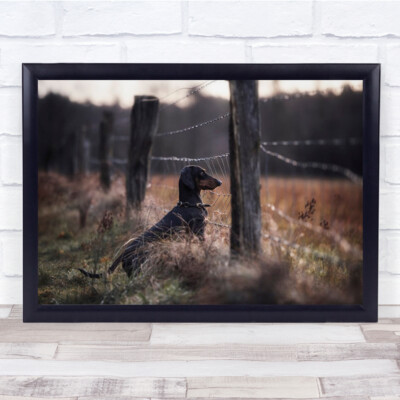 Verbotene Früchte Hunde Tiere Felder Dackel Morgen Hund Haustier Wandkunstdruck