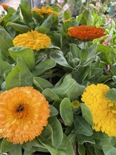 Calendula old english pot marigold plant 6 x 8cm pots