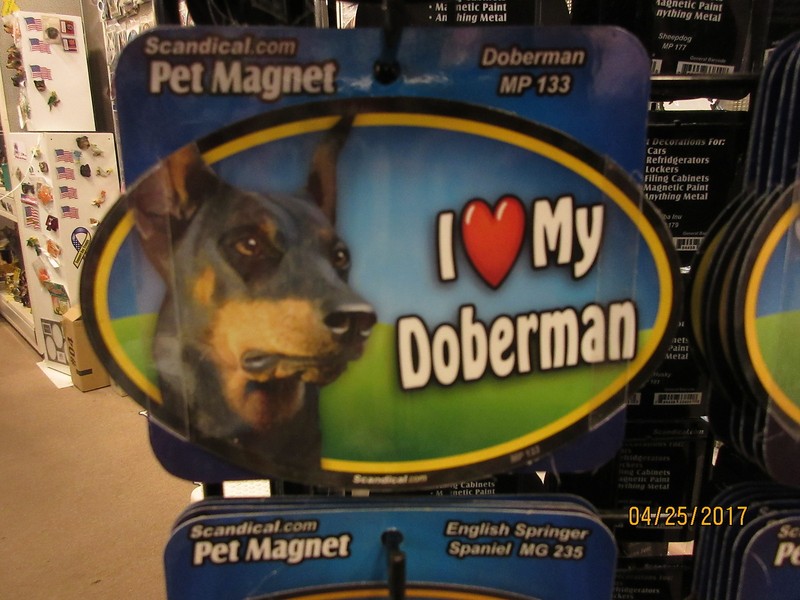 I Love My Doberman 6 inch oval magnet for car or anything metal  New