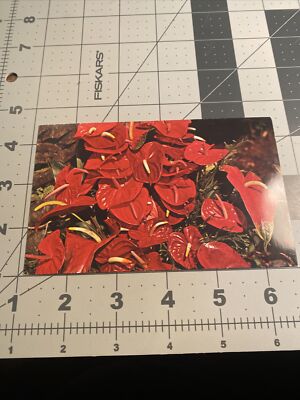 Postcard Hawaiian Flowers Anthurium Andraeanum 27A-542N