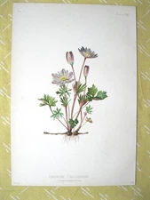 Vintage Flower Print,ANEMONE CAROLINIANA,#2 ,Prang,1878