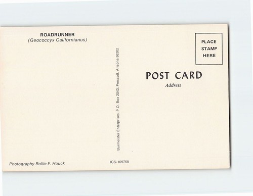 Cartolina Roadrunner (Geococcyx Californianus) - Foto 2 di 2