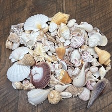 Bulk Assortment of seashells from the sunshine State Florida coast Line 4 pounds