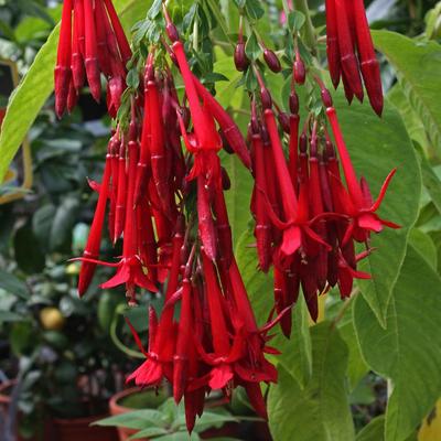5 graines de MUDAR GEANT G775 SEEDS SAMEN SEMENTES SEMILLAS Calotropis Gigantea