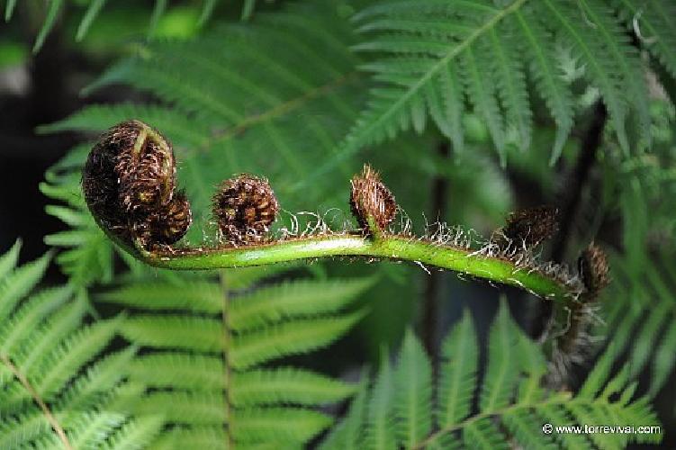 Cyathea cooperi Felce arborea in vaso 24cm