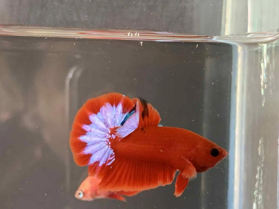 VENDEDOR DE ESTADOS UNIDOS (NUEVO) HellBoy WhiteStar PAR M/F⭐️🟥 HMPlakat Betta Imprtd de Tailandia Foto 2 de 4